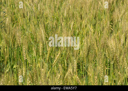 Campo di grano Jhelum Pakistan Foto Stock