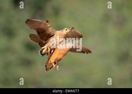 Avvistato sandgrouses (Pterocles burchelli) in volo, deserto Kalahari, Sud Africa Foto Stock