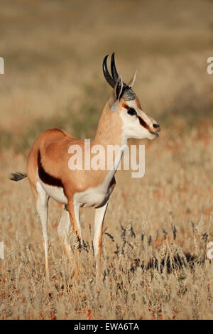 Springbok antilope (Antidorcas marsupialis) in piedi nella prateria, Sud Africa Foto Stock