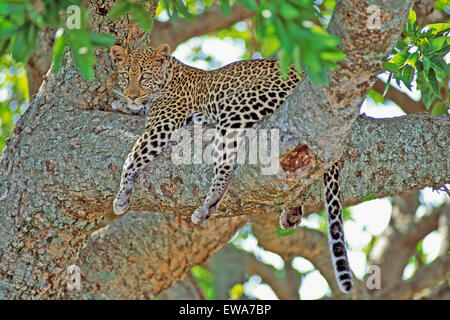 Leopard Africana appoggiata nella struttura ad albero,Masai Mara,Africa Foto Stock