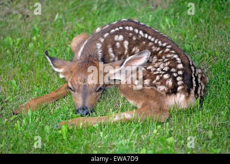 Mule Deer Fawn, alcuni giorni di riposo in erba (Odocoileus hemionus ) Foto Stock