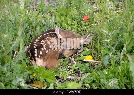 Mule Deer o nero-tail Deer Fawn in appoggio in erba, (Odocoileus hemionus ) Foto Stock