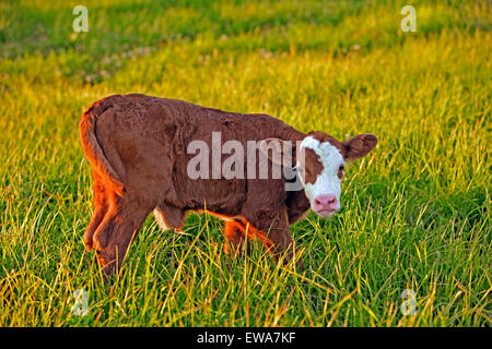 Mucca vitello Angus Hereford cross in piedi in Prato Foto Stock