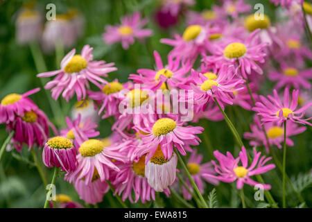 Molti i colori rosso e rosa fiori di piretro Tanacetum coccineum Foto Stock