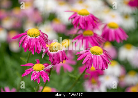 Molti i colori rosso e rosa fiori di piretro Tanacetum coccineum Foto Stock