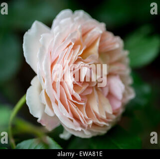 Graziosa rosa pallido rosa accanto fino Foto Stock