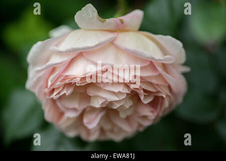 Graziosa rosa pallido rosa accanto fino Foto Stock