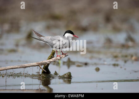 Mignattino piombato, Chlidonias hybridus, singolo uccello da acqua, Romania, Maggio 2015 Foto Stock