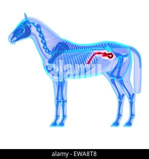 Cavallo di piccole dimensioni trasversali del Colon - Cavallo Equus anatomia - isolato su bianco Foto Stock
