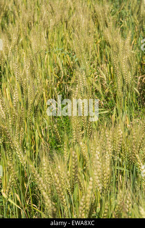 Campo di grano Jhelum Pakistan Foto Stock