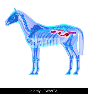 Horse Urinario sistema - Cavallo Equus anatomia - isolato su bianco Foto Stock