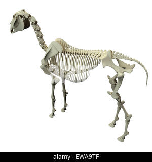 Lo scheletro di cavallo Vista posteriore - Cavallo Equus anatomia - isolato su bianco Foto Stock