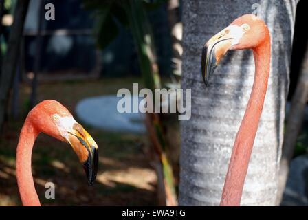 Fenicotteri rosa a collo lungo, Florida, USA Foto Stock