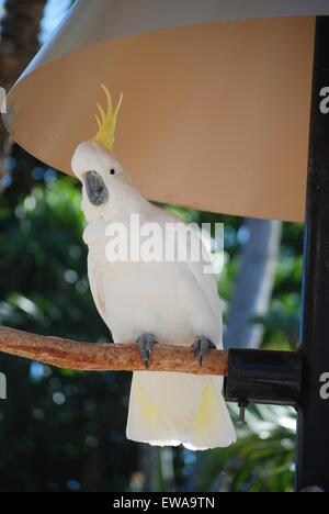 Scarafaggio bianco con la testa su un lato Foto Stock