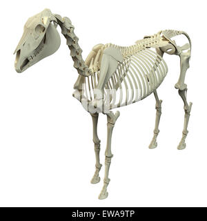 Lo scheletro di cavallo - Cavallo Equus anatomia - isolato su bianco Foto Stock