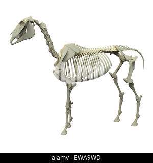 Lo scheletro di cavallo - Cavallo Equus Anatomy - Vista laterale isolato su bianco Foto Stock