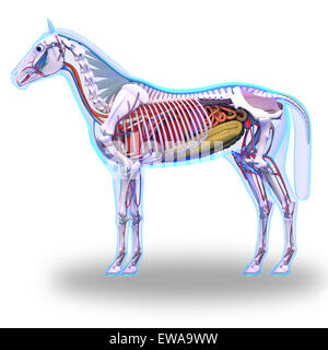 Anatomia del cavallo - Anatomia del cavallo isolato su bianco Foto Stock