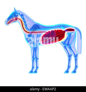 Cavallo Apparato digerente - Cavallo Equus anatomia - isolato su bianco Foto Stock