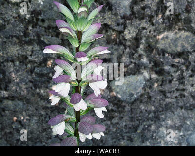 Acanto mollis closeup dettaglio. Molto bello se strani fiori selvaggi. Aka Porta pantaloni. Foto Stock