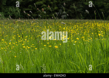 Ranuncolo a prato lontano Sawrey Cumbria Foto Stock