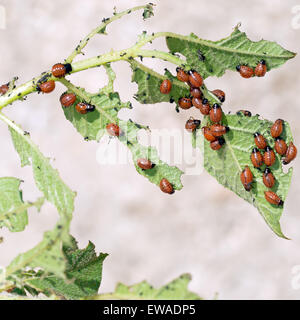 Leptinotarsa decemlineata, Colorado beetle. Le larve alimentazione su potato leaf. Ancora un obbligo di denuncia di pest NEL REGNO UNITO. Foto Stock