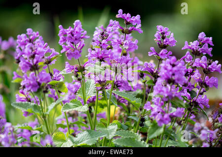 Stachys macrantha Superba fiori viola close up Foto Stock