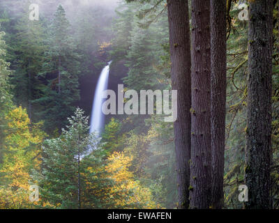 Nord scende con la nebbia e la caduta di colore. Silver Falls State Park, Oregon Foto Stock