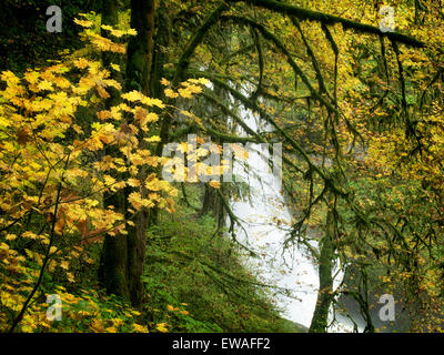 Centro nord scende e autunno a colori.Silver Falls State Park, Oregon Foto Stock