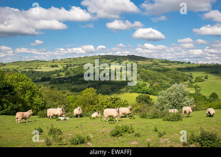 Campagna inglese e in una giornata di sole in giugno. Pecora su una verde collina con Werneth bassa nella Greater Manchester dietro. Foto Stock