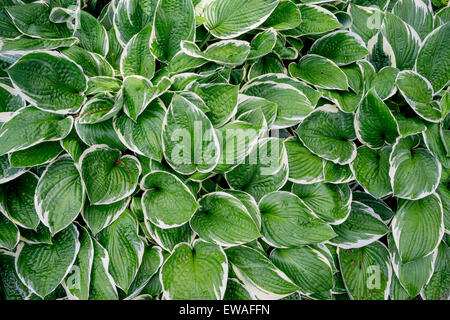 Ricca verde bianco bordato hosta foglie con gocce di pioggia su di essi Foto Stock