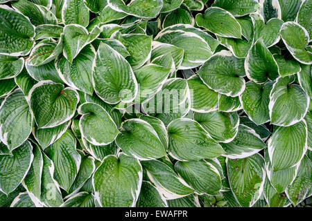 Ricca verde bianco bordato hosta foglie con gocce di pioggia su di essi Foto Stock