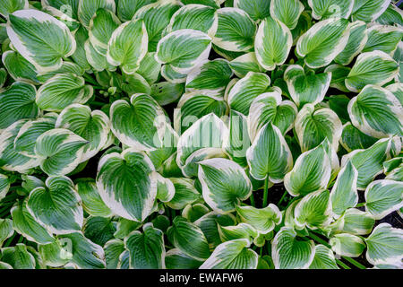 Ricca verde bianco bordato hosta foglie con gocce di pioggia su di essi Foto Stock