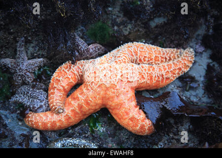 Ocre stella di mare a Chesterman Beach, Tofino, Isola di Vancouver, British Columbia Foto Stock