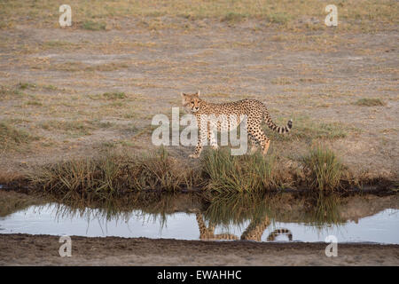 Ghepardo passato a piedi il foro acqua, Tanzania Foto Stock