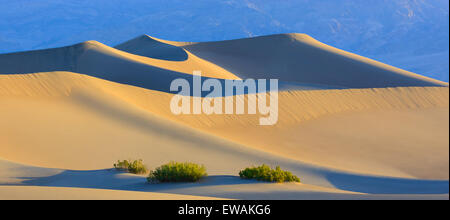 Sunrise in Mesquite Flat dune di sabbia nel Parco Nazionale della Valle della Morte in California, Stati Uniti d'America Foto Stock
