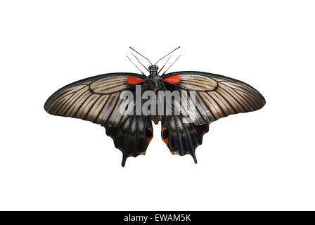 Femmina della grande mormone (Papilio memnon) farfalla isolato su uno sfondo bianco Foto Stock