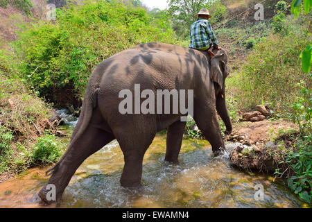Mahout prendendo una registrazione salvata elephant per la balneazione nel flusso in la collina verde valle Elephant Camp Kalaw, MYANMAR Birmania Foto Stock