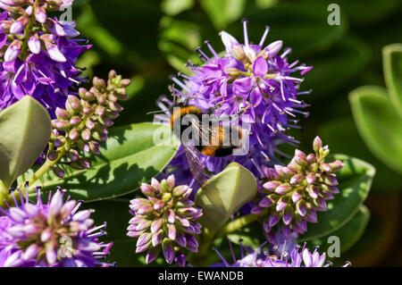 Bumble ape su fiore viola nel giardino Foto Stock