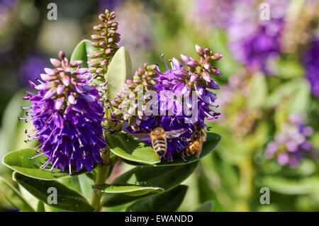 Api di miele su fiori viola giardino Foto Stock