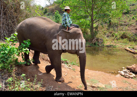 Mahout prendendo una registrazione salvata elephant per la balneazione nel flusso in la collina verde valle Elephant Camp Kalaw, MYANMAR Birmania Foto Stock