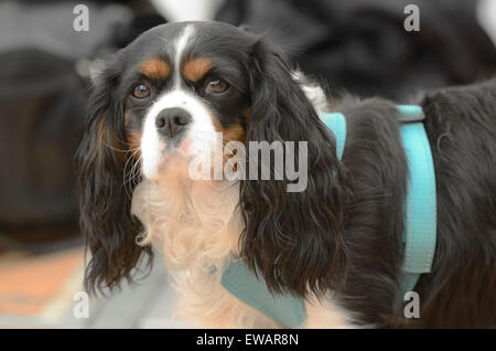 Cavalier King Charles Spaniel nel cavo guarda nella telecamera Foto Stock