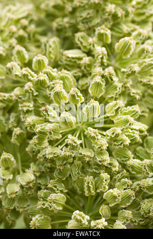 Angelica seedpods all'inizio dell'estate. Foto Stock