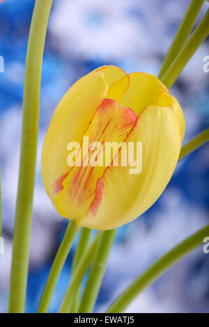 Tulipani gialli vicino upclose fino ai tulipani rossi Foto Stock