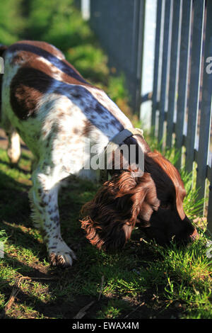 Inglese Springer Spaniel, marrone e fegato, marrone e bianco, canino, Gun Dog, energico, attivo, lavoratore duro, lavoro sul campo, attento desideroso, bello, animale domestico Foto Stock