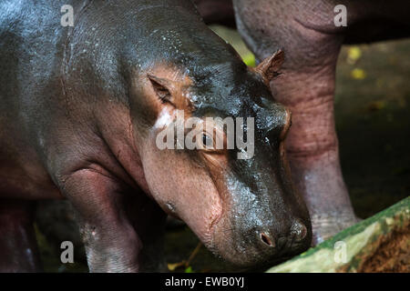 Ippopotamo baby Foto Stock