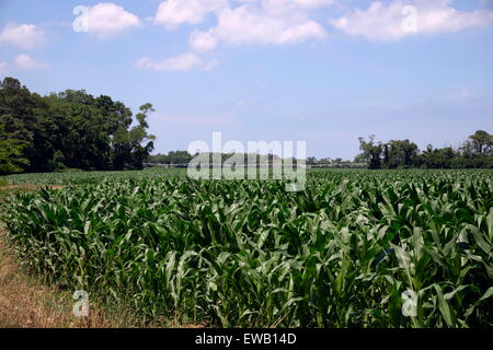 Cornfieldun campo di mais verde in una giornata di sole prima che i brassini appaiano sui gambi. Foto Stock