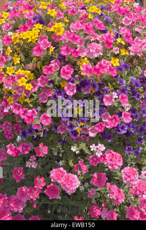 Visualizzazione delle fioriture estive in una fattoria e vivaio Canby Oregon. Foto Stock