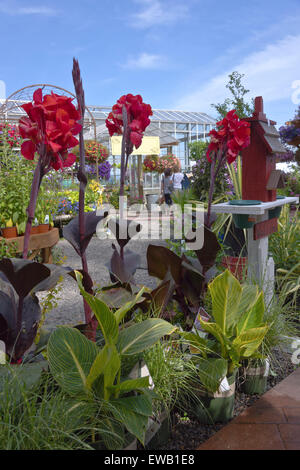 Visualizzazione delle fioriture estive in una fattoria e vivaio Canby Oregon. Foto Stock