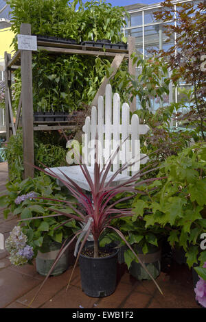 Visualizzazione delle fioriture estive in una fattoria e vivaio Canby Oregon. Foto Stock