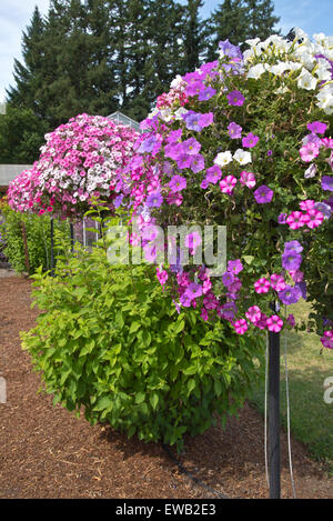 Visualizzazione delle fioriture estive in una fattoria e vivaio Canby Oregon. Foto Stock